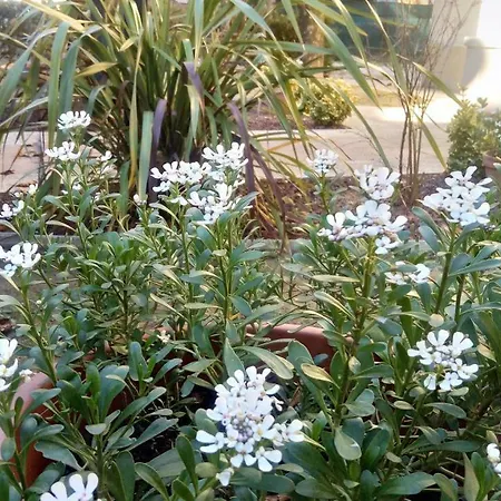 Un Giardino Vicino Al Mare Apartment
